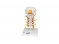 5-częściowy model kręgów z kością krzyżową - 1019510 3b scientific modele anatomiczne 4